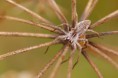 /album/pisauridae/pisaura-mirabilis2-jpg/